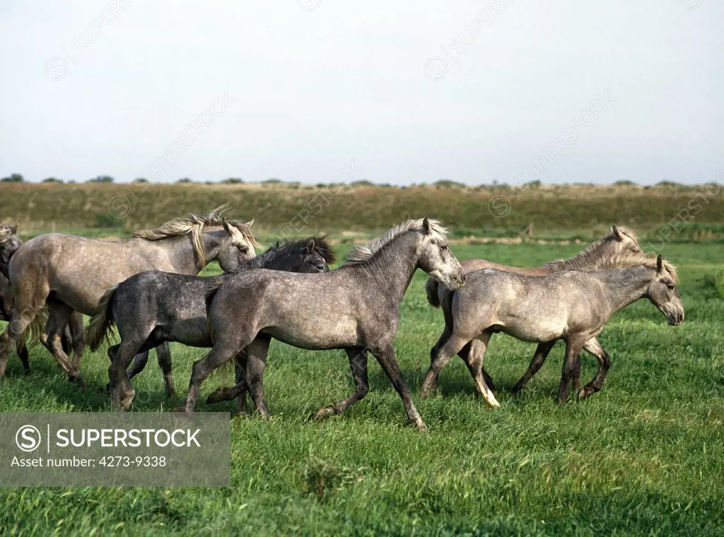Lusitano Horse, Herd Trotting Through Meadow