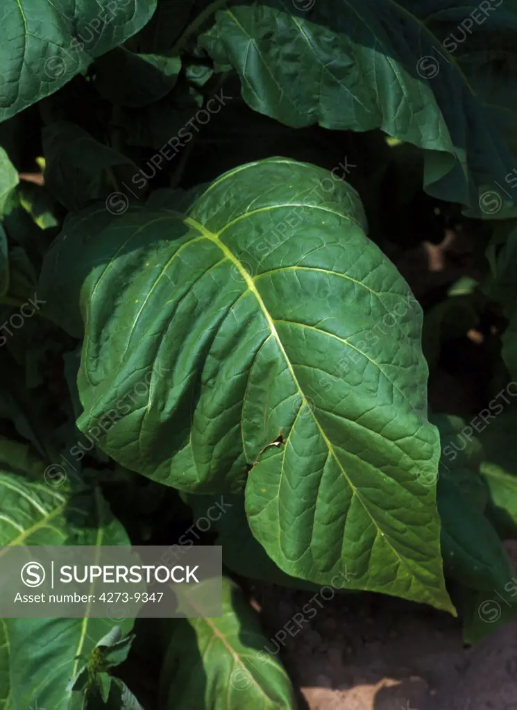 Tobacco Plant, Nicotiana Tabacum