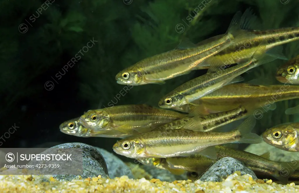 Minnow, Phoxinus Phoxinus, Group Of Adults