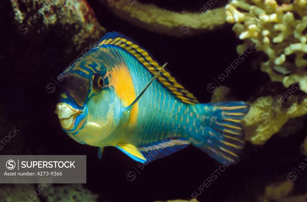 Parrot Fish Scarus Sordidus