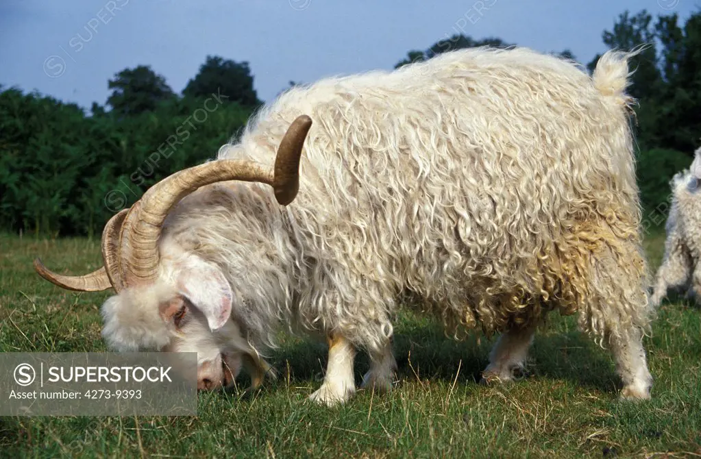 Angora Goat, Breed Producing Mohair Wool, Billy Goat