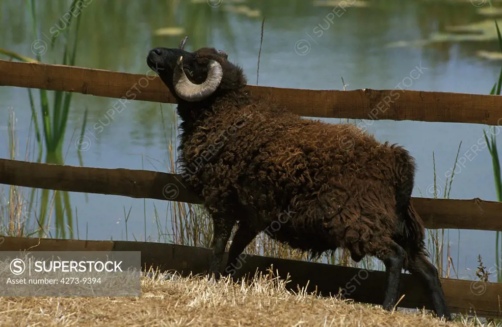 Ouessant Sheep, Ram