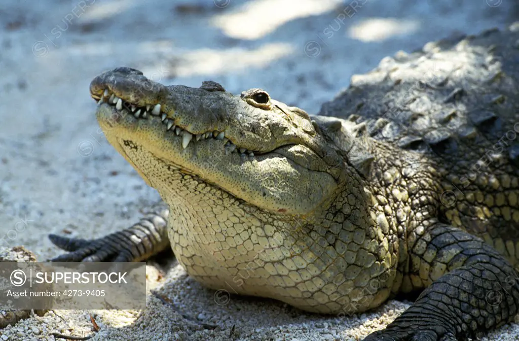 Morelet'S Crocodile, Crocodilus Moreletii, Head Of Adult, Honduras