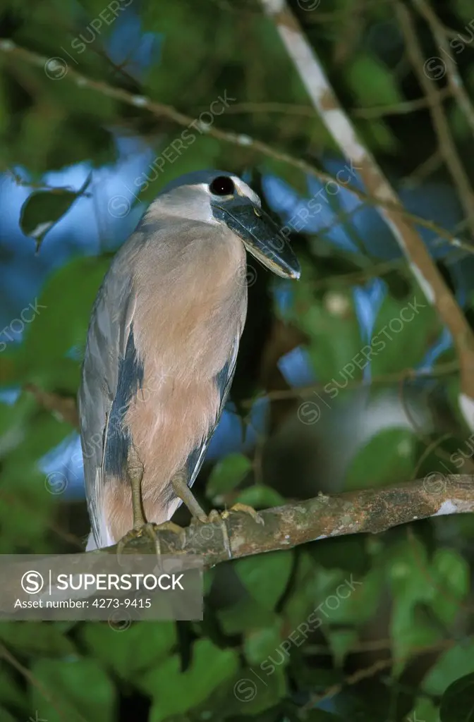 Boat Billed Heron, Cochlearius Cochlearius, Adult Standing On Branch, Costa Rica