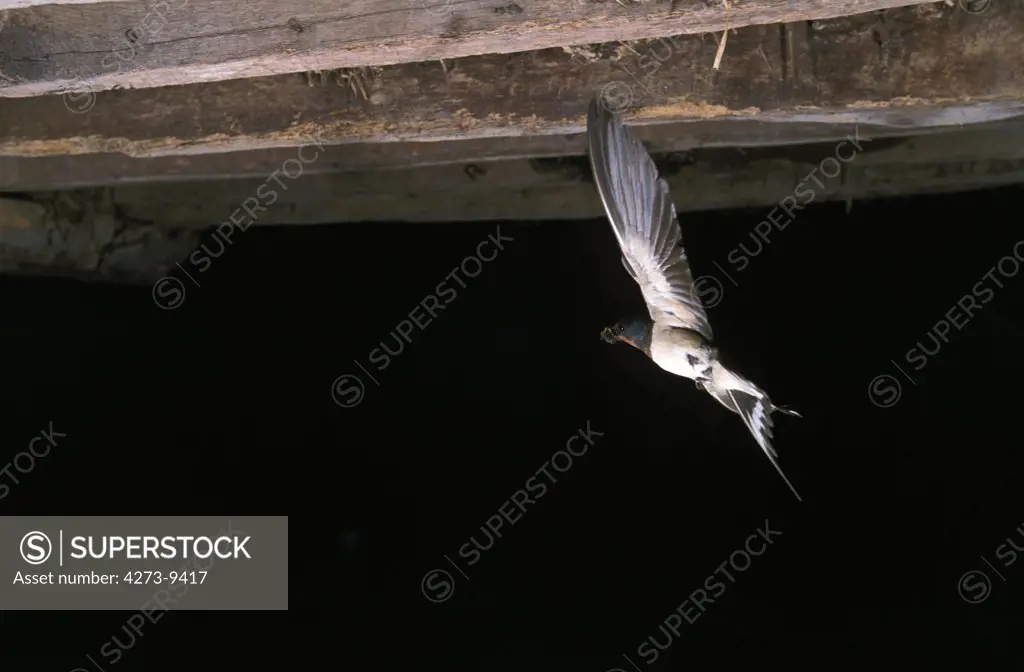 Barn Swallow, Hirundo Rustica, Adult In Fligh, Normandy In France