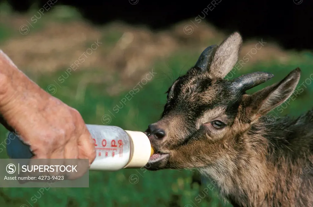 Man With A Baby Bottle Of Milk, Feeding A Baby Goat