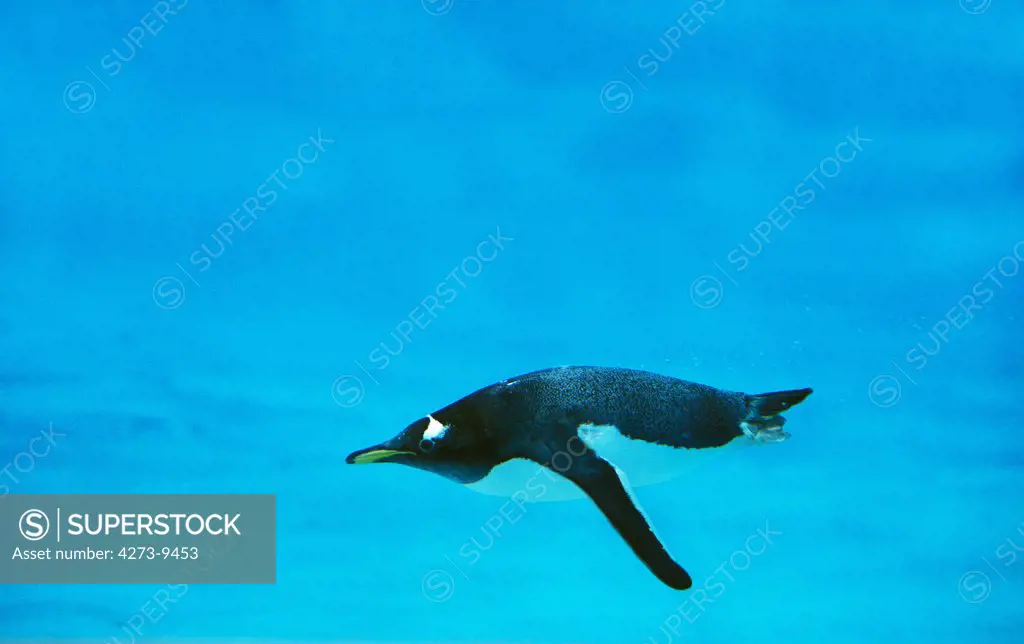 Gentoo Penguin Pygoscelis Papua, Adult Swimming