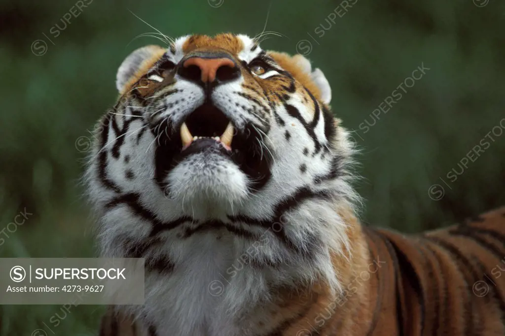 Sumatran Tiger, Panthera Tigris Sumatrae, Adult Looking Up