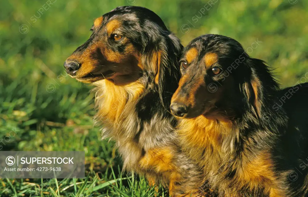 Long-Haired Dachsund, Adults
