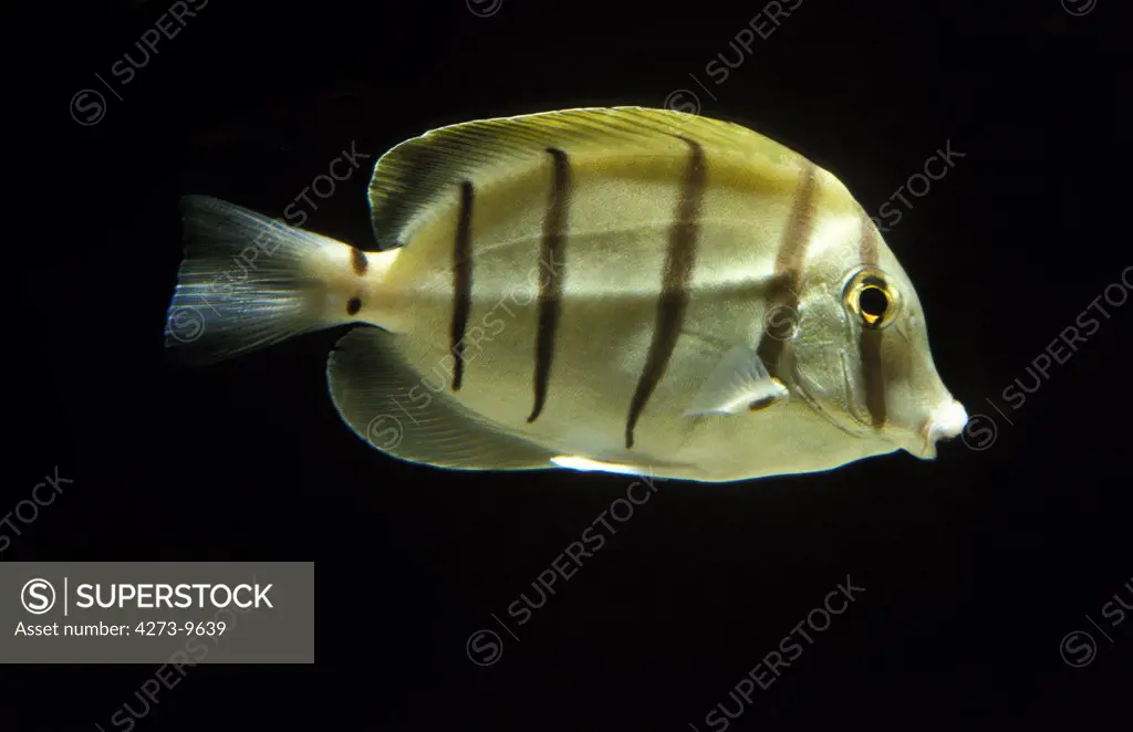 Convict Surgeonfish, Acanthurus Triostegus, Adult Against Black Background