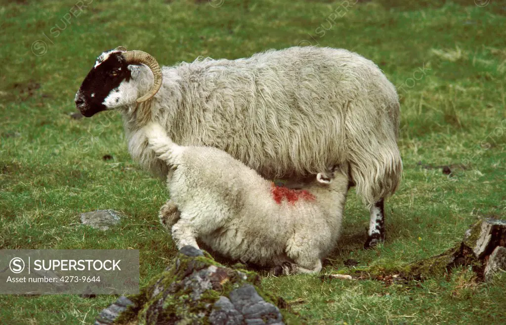 Shetland Sheep, Ewe With Lamb Suckling