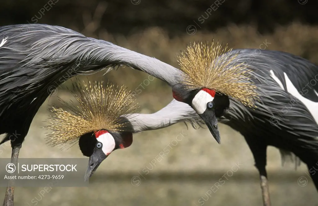 Grey-Crowned Crane Balearica Regulorum, Nakuru Park In Kenya