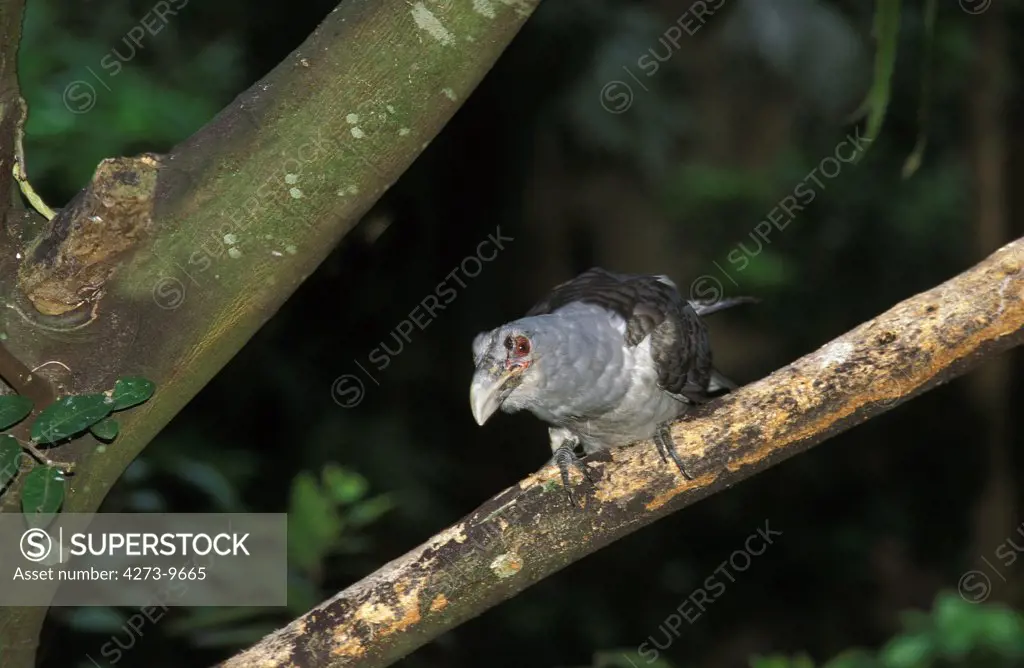 Channel-Billed Cuckoo, Scythrops Novaehollandiae, Adult Standing On Branch