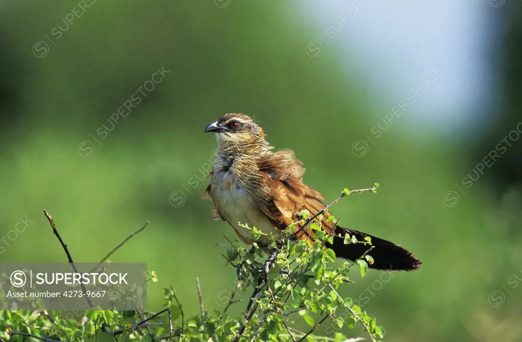 White-Browed Coucal Or Burchell'S Coucal, Centropus Superciliosus, Adult, South Africa