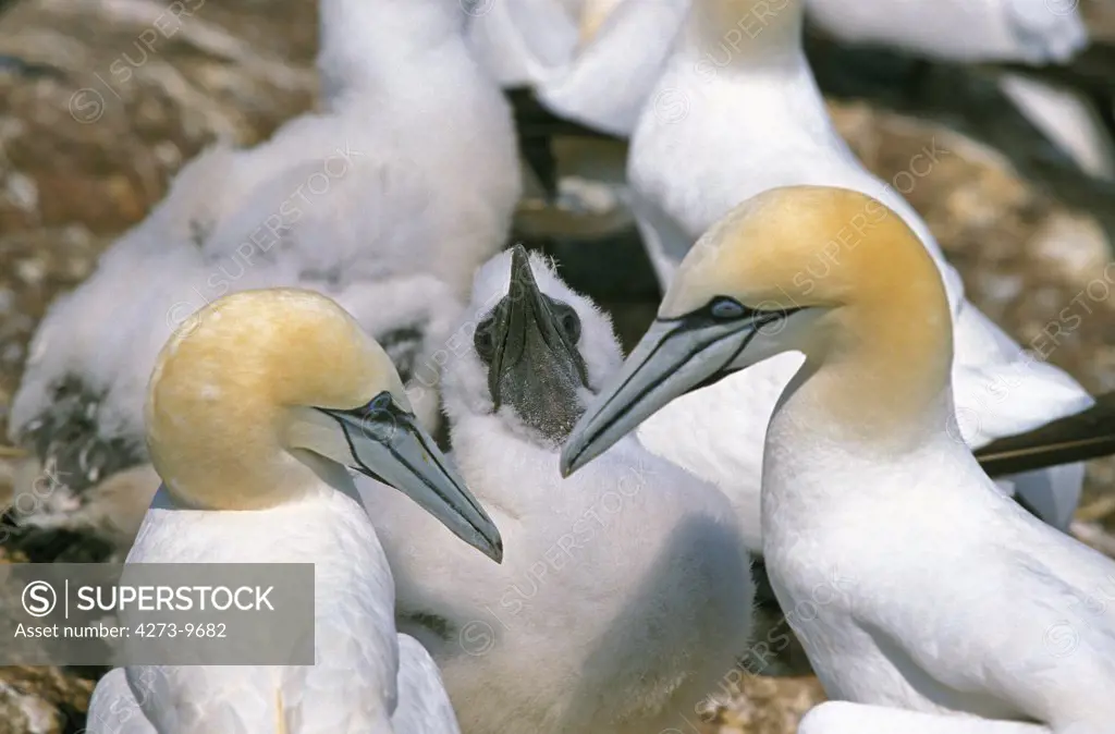 Northern Gannet Sula Bassan, Colony On Bonaventure Island, Pair With Chick, Quebec