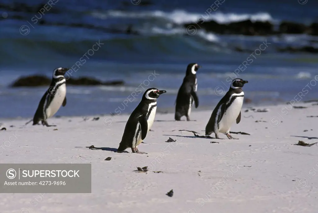 Magellanic Penguin Spheniscus Magellanicus, Group Standing On Beach, Argentina