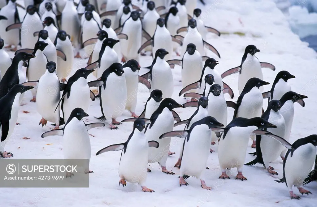 Adelie Penguin, Pygoscelis Adeliae, Colony On Ice Field, Paulet Island In Antarctica