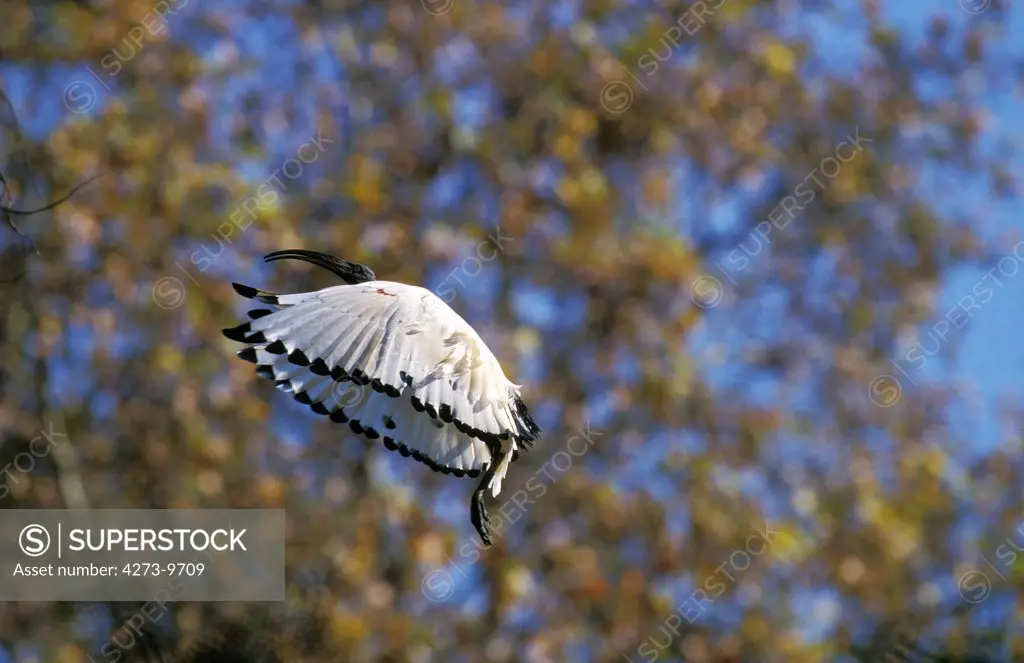 Sacred Ibis, Threskiornis Aethiopica, Adult In Flight, Kenya