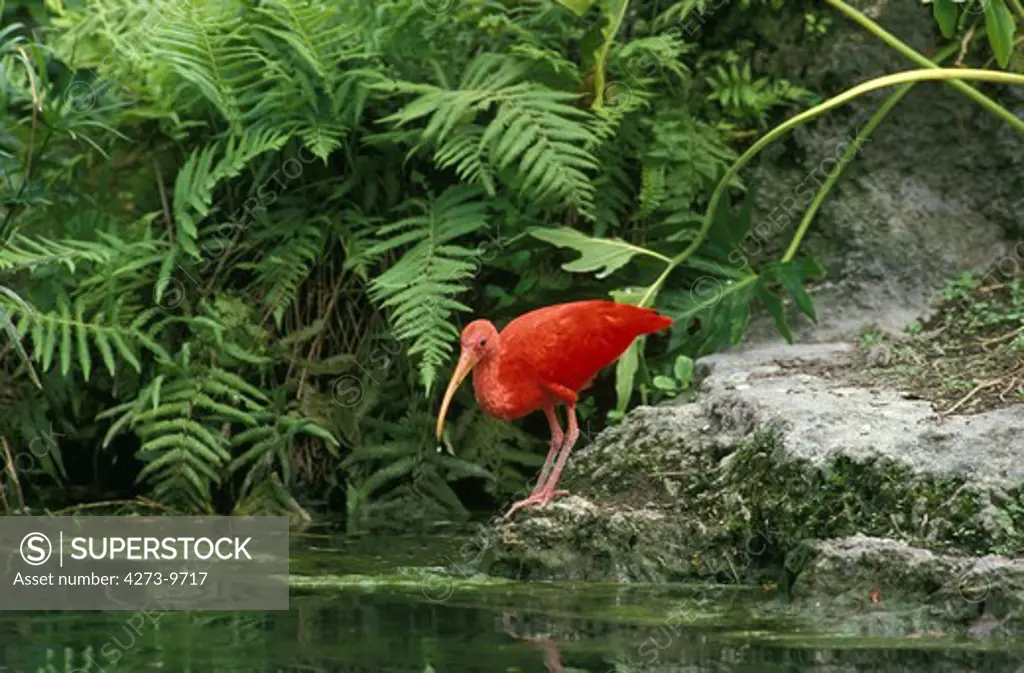 Scarlet Ibis, Eudocimus Ruber, Adult Standing Near Water
