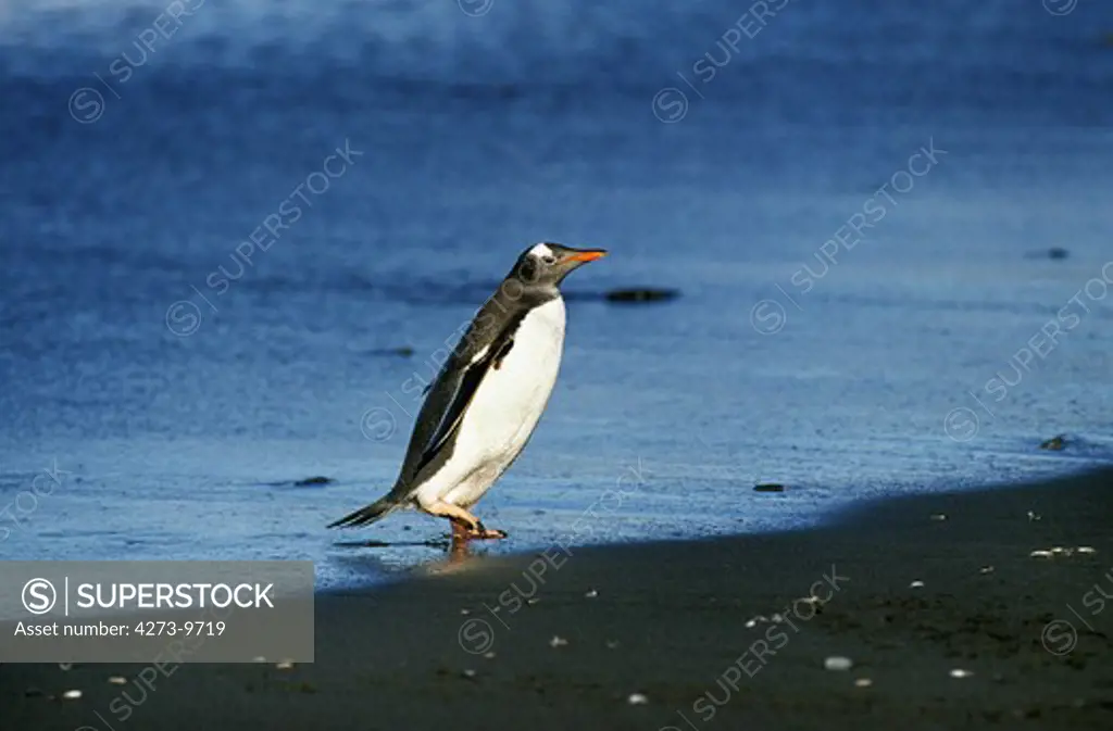 Gentoo Penguin, Pygoscelis Papua, Adult Walking On Beach, Livingstone Island