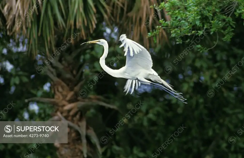Great White Egret, Casmerodius Albus, Adult In Flight, Everglades Park In Florida