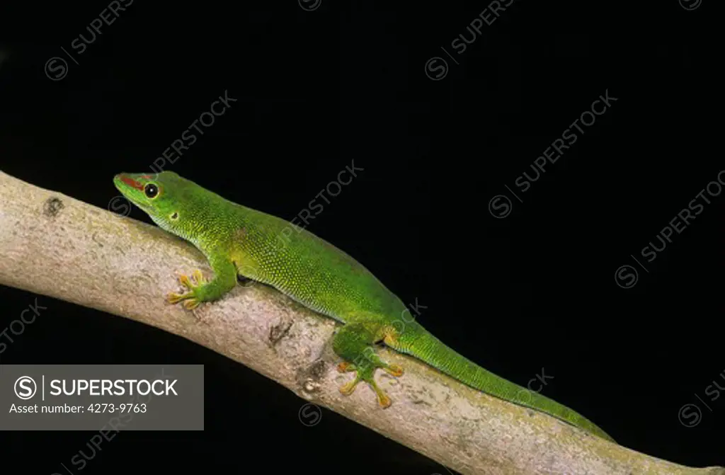 Madagascar Day Gecko, Phelsuma Madagascariensis, Adult Standing On Branch