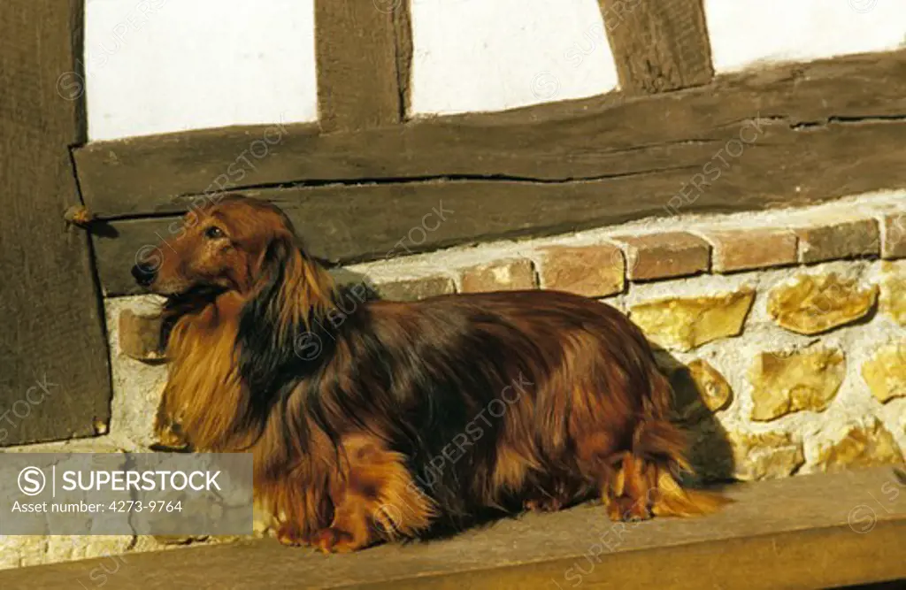 Long-Haired Dachsund, Adult
