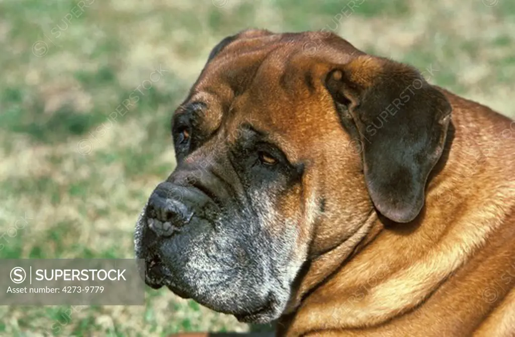 Portrait Of Old Dog
