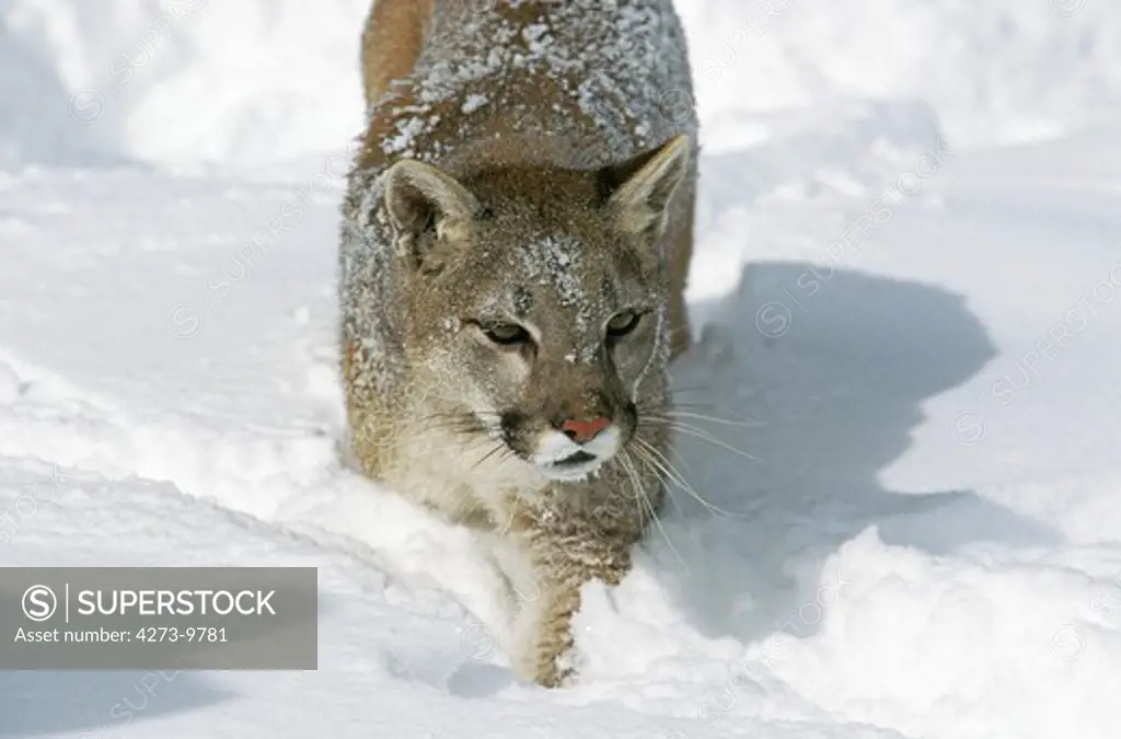 Cougar Puma Concolor, Adult Standing In Snow, Montana