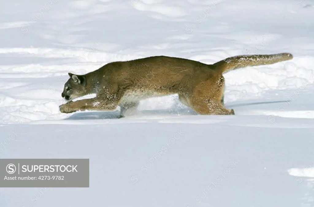 Cougar Puma Concolor, Adult Running On Snow, Montana