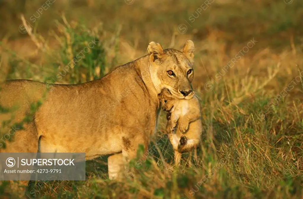 African Lion Panthera Leo, Mother Carrying Cub, Kenya