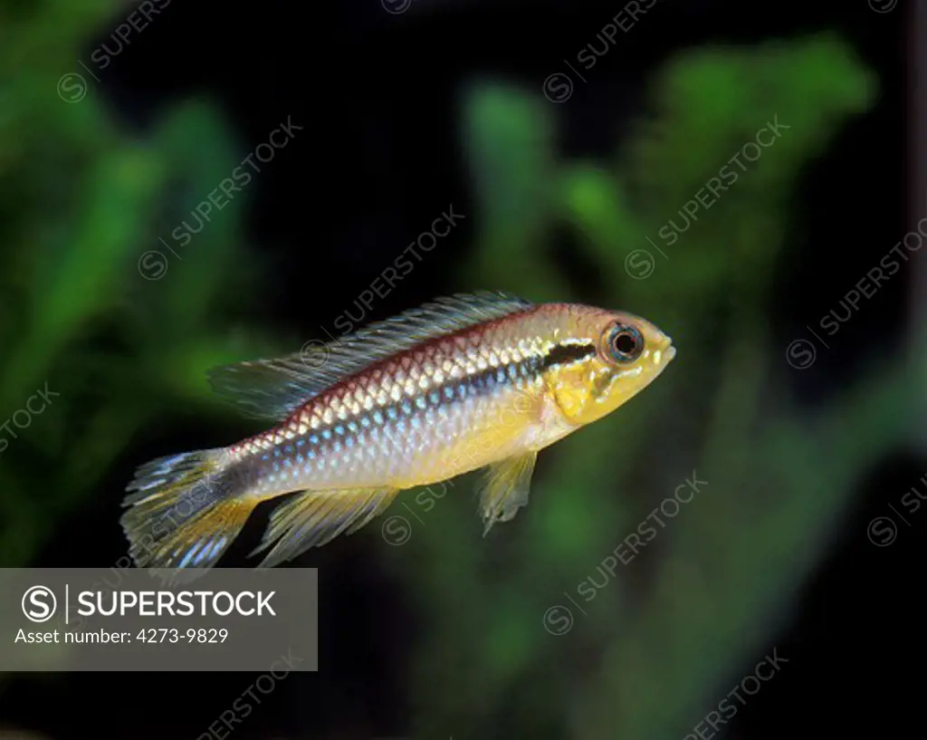 Golden Dwarf Cichlid, Nannacara Anomala, Aquarium Fish
