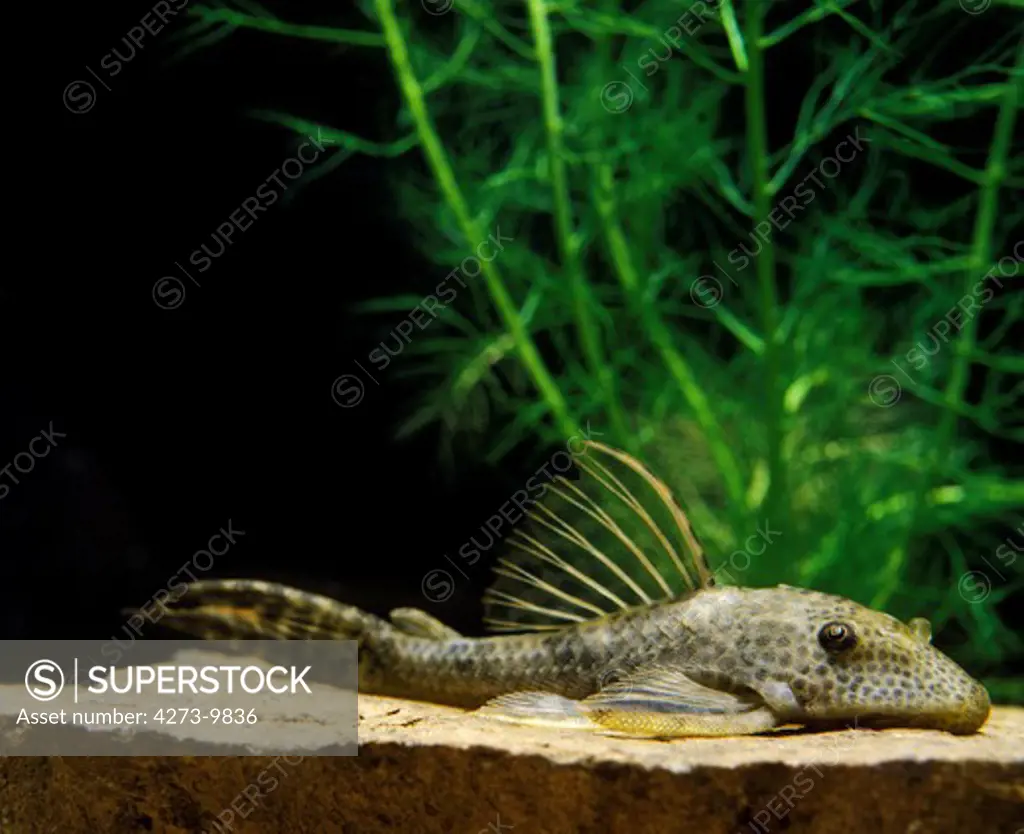 Common Pleco, Hypostomus Punctatus, Aquarium Fish