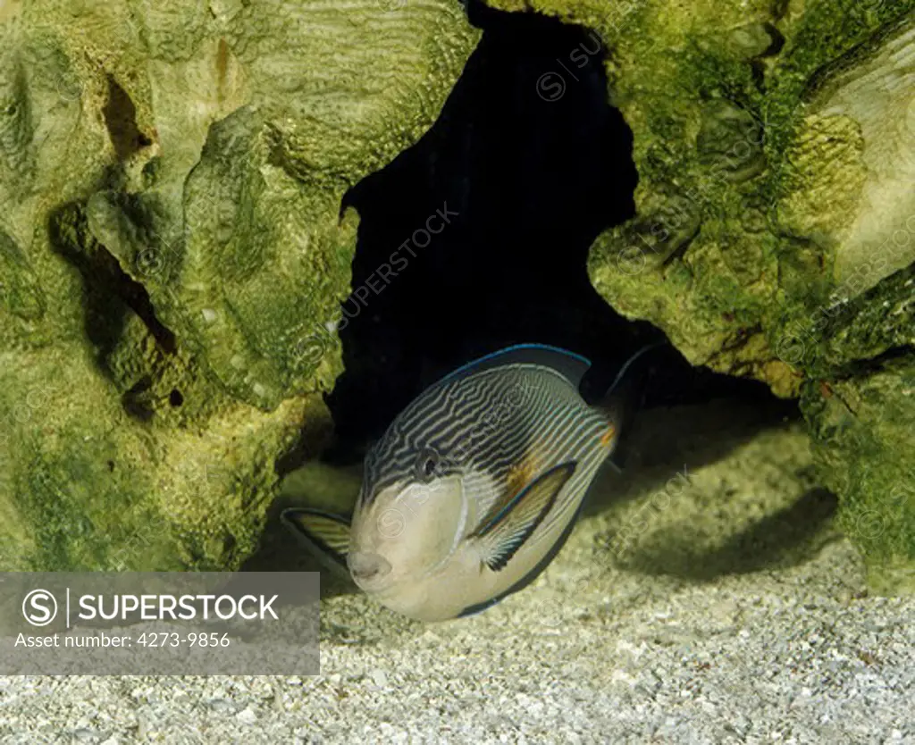Sohal Tang Or Sohal Surgeonfish, Acanthurus Sohal, Adult