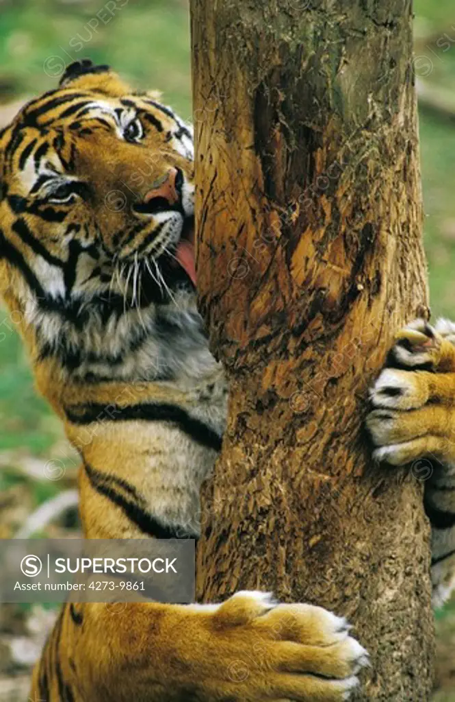 Sumatran Tiger, Panthera Tigris Sumatrae, Adult Licking Tree Trunk