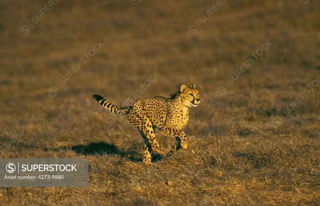 Cheetah Acinonyx Jubatus, Adult Running, Kenya