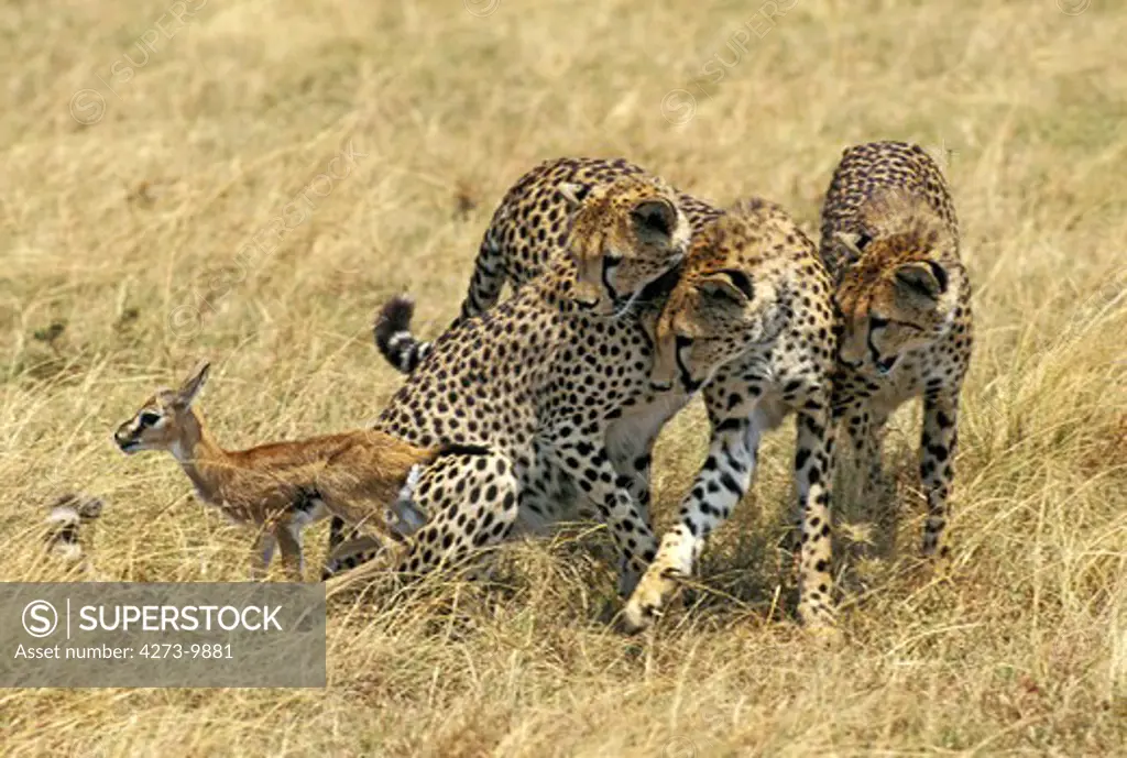 Cheetah Acinonyx Jubatus, Young Ready To Kill A Thomson'S Gazelle Foal, Masai Mara Park, Kenya