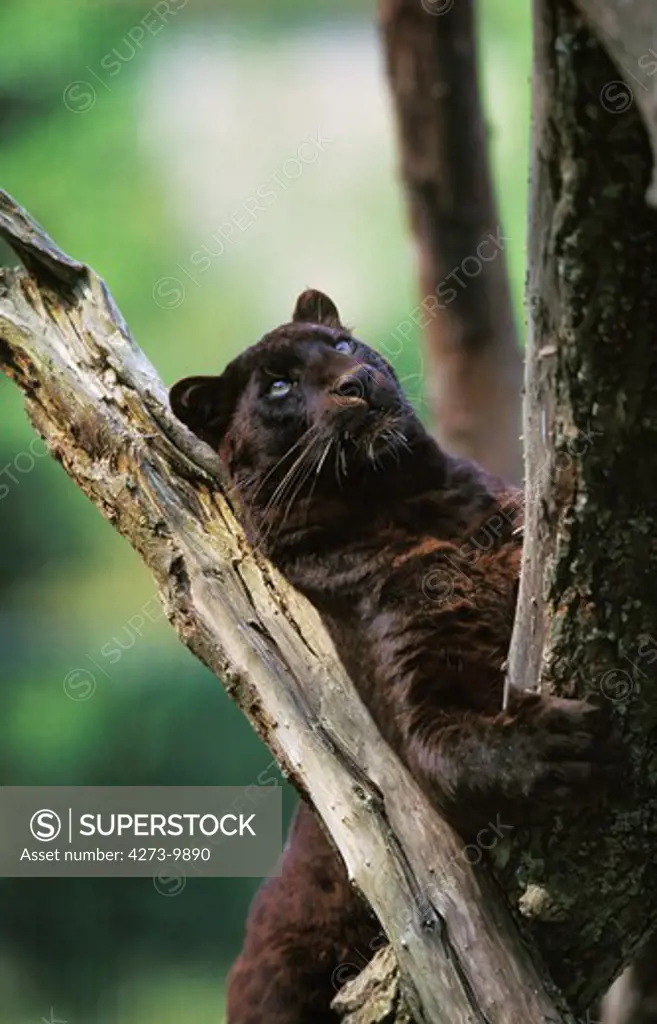 Black Panther, Panthera Pardus, Adult