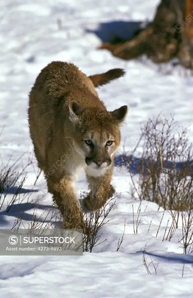 Cougar Puma Concolor, Adult Walking In Snow, Montana