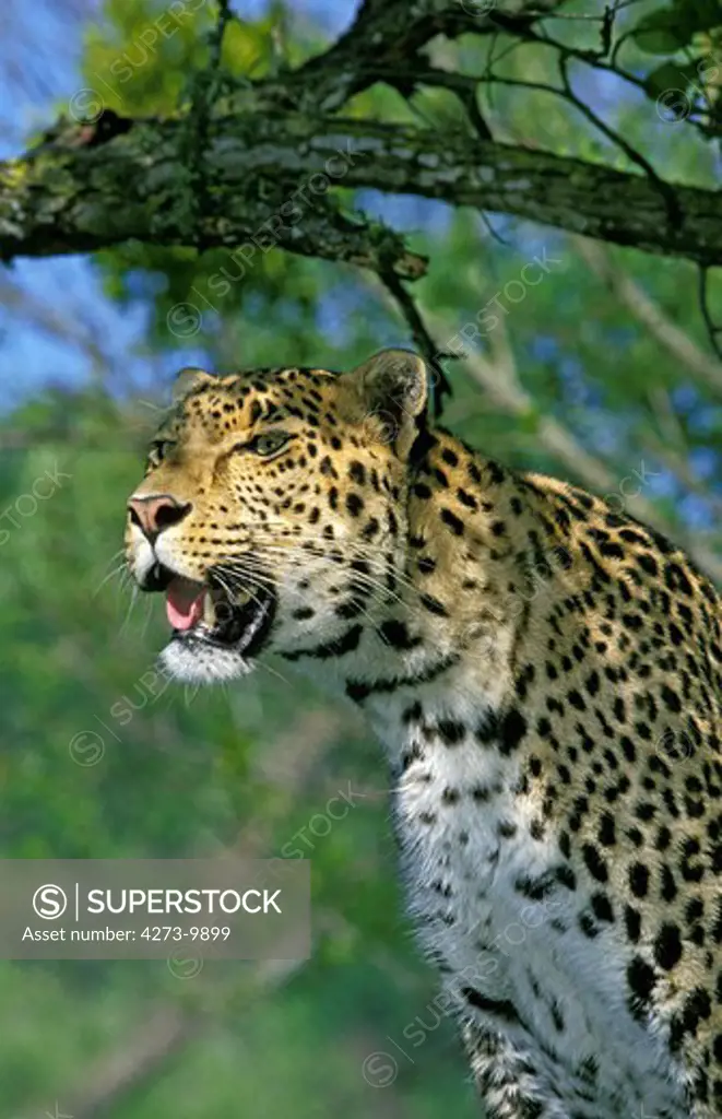 Leopard, Panthera Pardus, Adult Looking Around, Masai Mara Park In Kenya