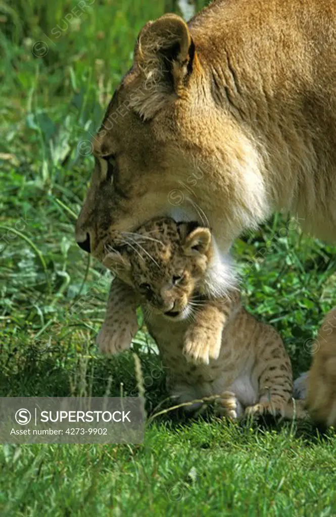 African Lion, Panthera Leo, Female Carrying Cub