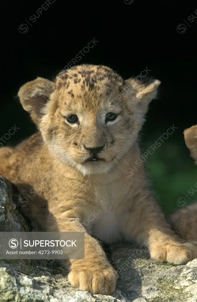 African Lion, Panthera Leo, Cub