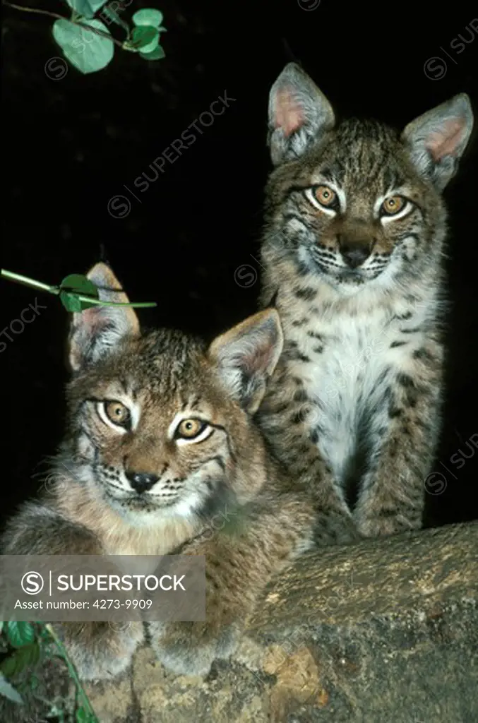 European Lynx, Felis Lynx, Cub Standing On Branch