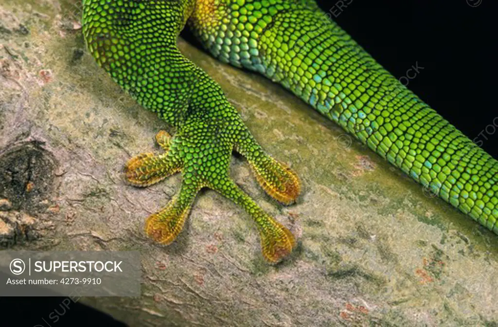 Madagascar Day Gecko, Phelsuma Madagascariensis, Adult, Close-Up Of Leg