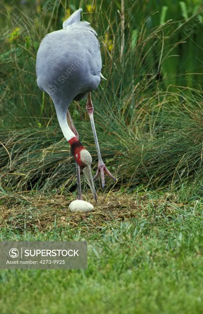 Sarus Crane Grus Antigone, Adult Looking After Its Egg On Nest