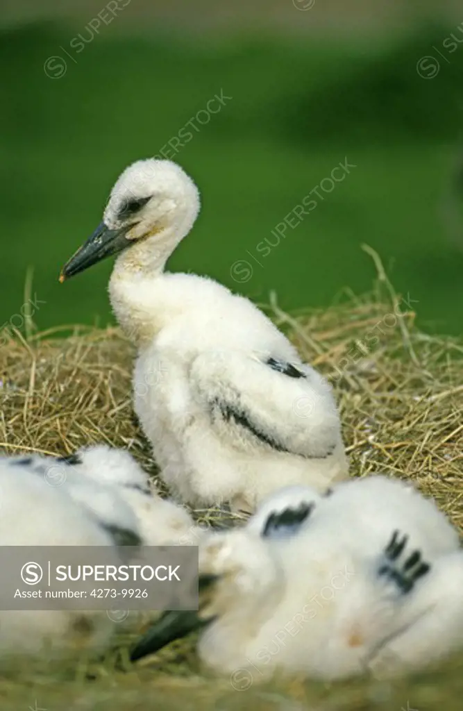 White Stork Ciconia Ciconia, Chiks Standing In Nest