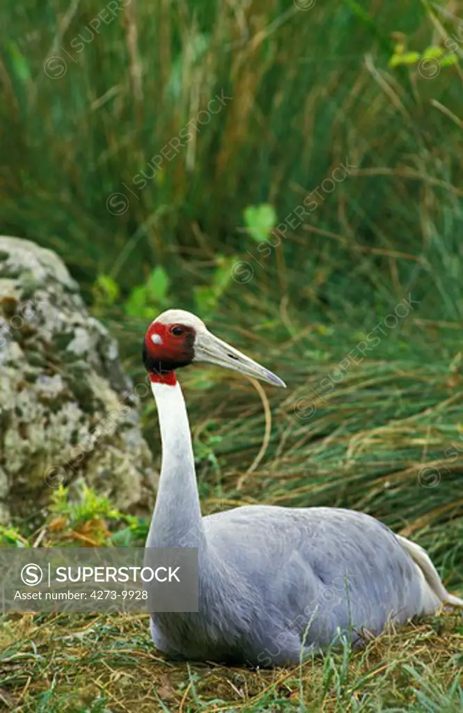 Sarus Crane, Grus Antigone, Female Nesting