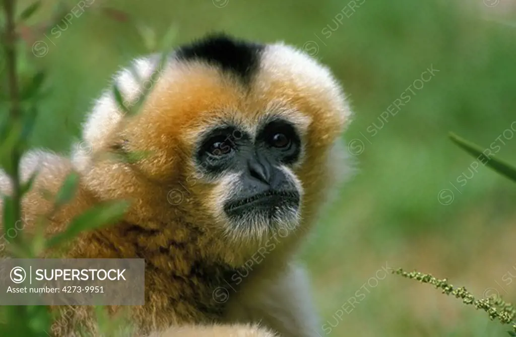 Concolor Gibbon Or White Cheeked Gibbon, Hylobates Concolor, Portrait Of Adult
