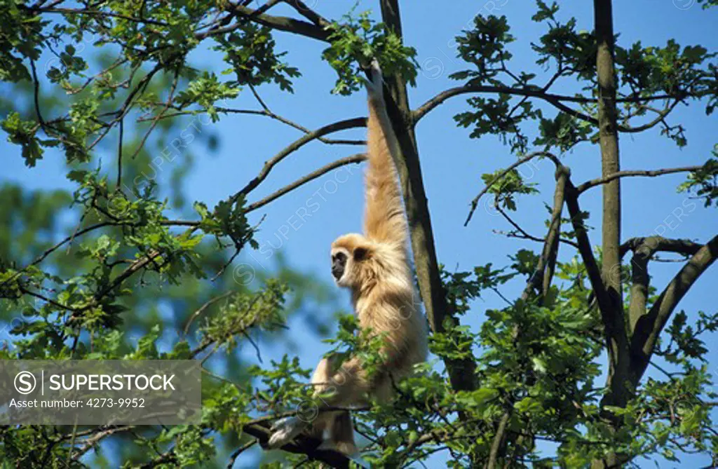 White-Handed Gibbon, Hylobates Lar, Adult Standing In Tree