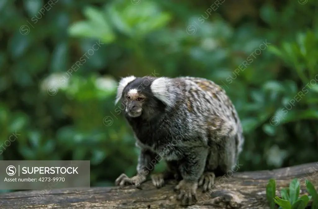 Common Marmoset, Callithrix Jacchus, Adult Standing On Branch